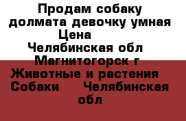 Продам собаку долмата девочку умная . › Цена ­ 3 000 - Челябинская обл., Магнитогорск г. Животные и растения » Собаки   . Челябинская обл.